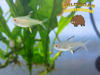 Lemon tetra (Hyphessobrycon pulchripinnis)