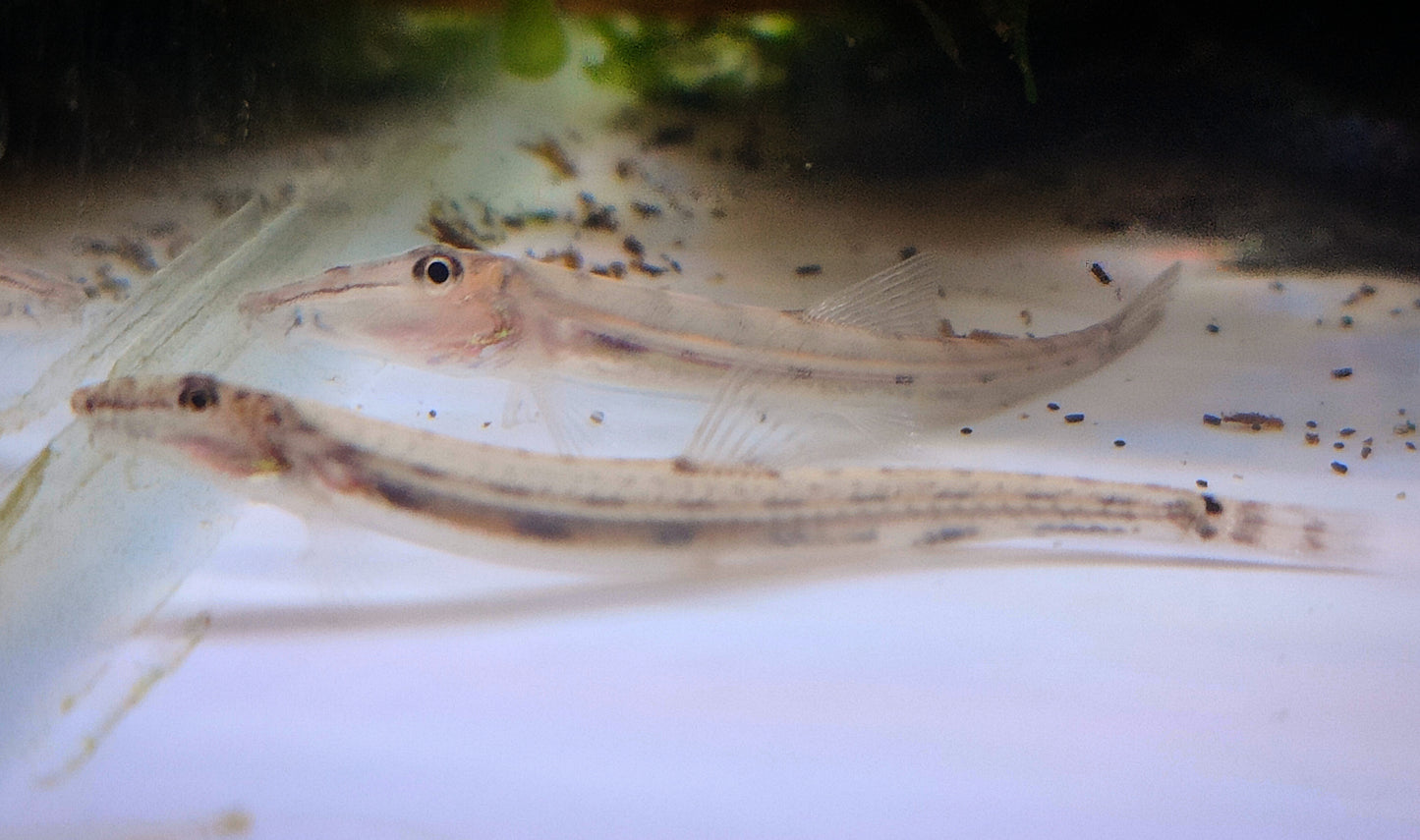 Horseface Loach (Acantopsis dialuzona)