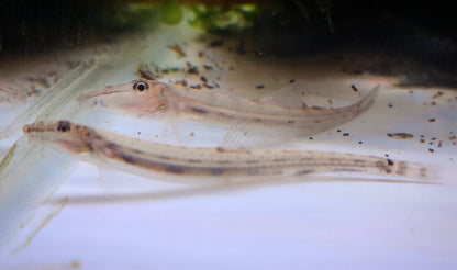 Horseface Loach (Acantopsis dialuzona)