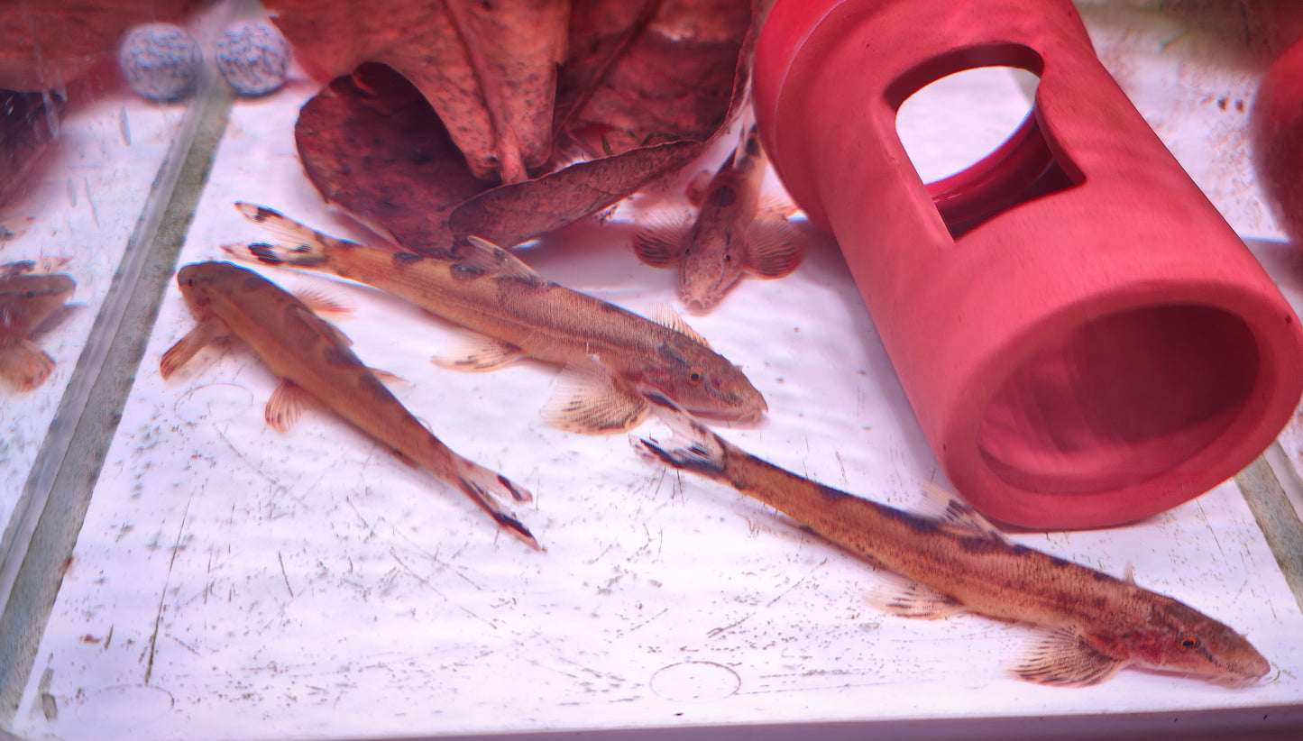 Spotted Sumatra Hillstream Loach (Homaloptera ocellata)