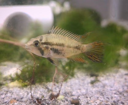 Apistogramma cacatuoides pair