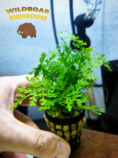 Bolbitis Heudelotii Difformis