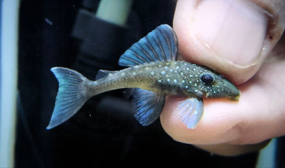 L128 Blue Phantom Pleco
