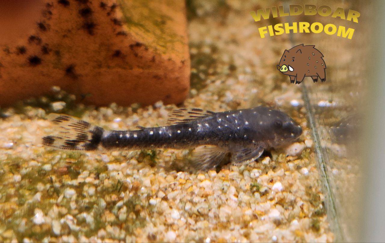 Parotocinclus haroldoi