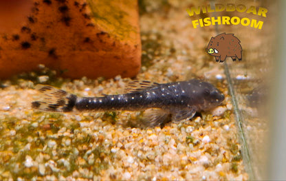 Parotocinclus haroldoi