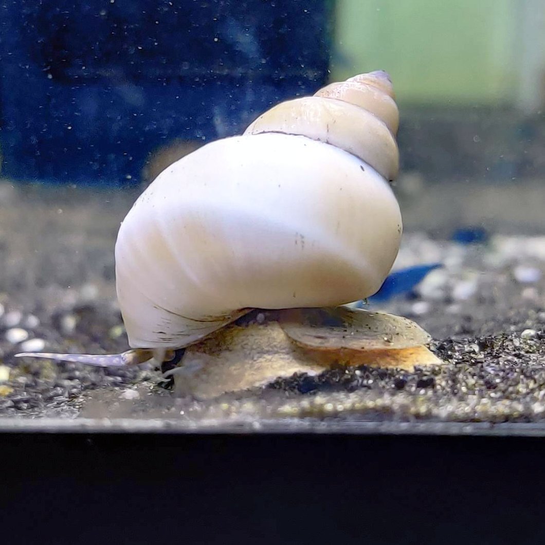 White wizard snail (Filopaludina martensi)