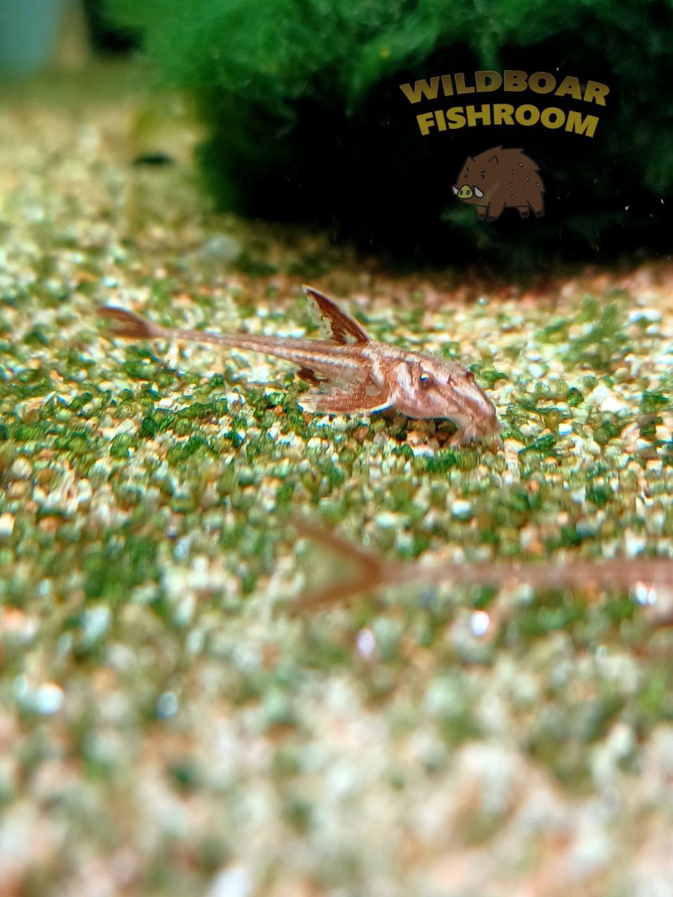 Red lizard Catfish (L010a)