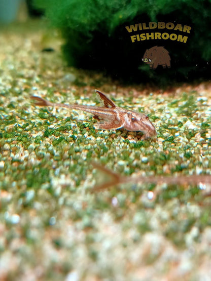 Red lizard Catfish (L010a)