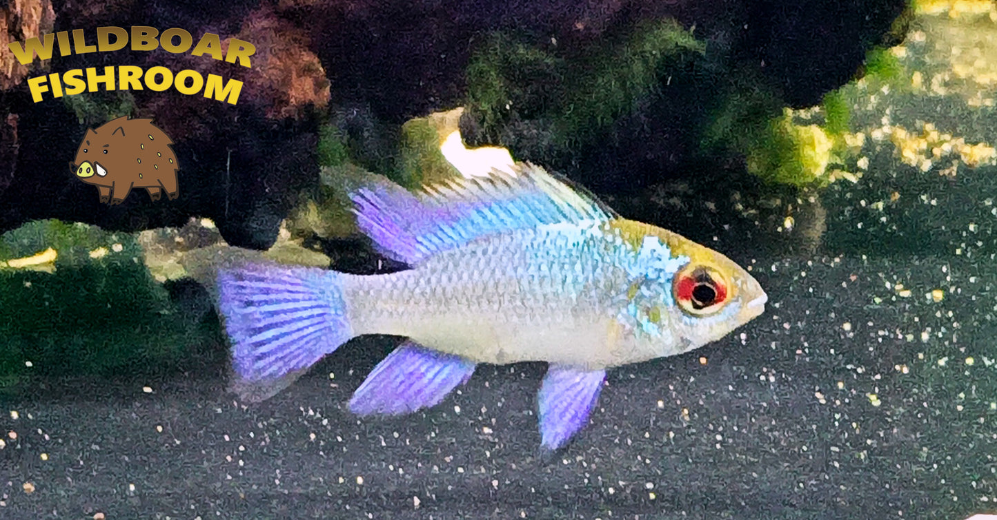 Electric Blue Ram
