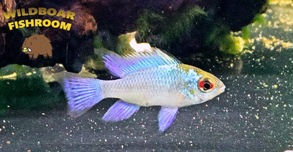 Electric Blue Ram