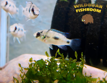 African Butterfly Cichlid (Anomalochromis thomasi)