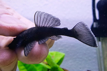 L183 Starlight Pleco x 1