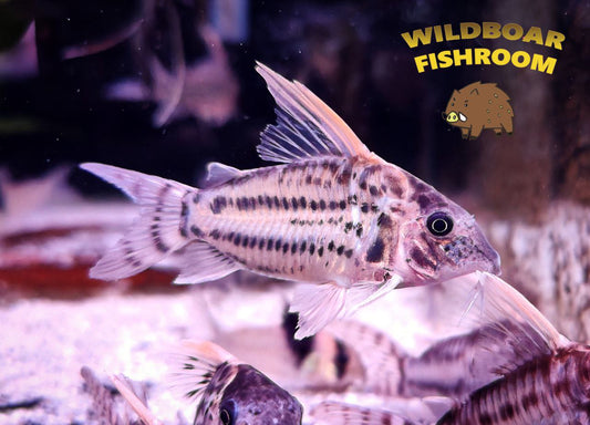 Corydoras pulcher