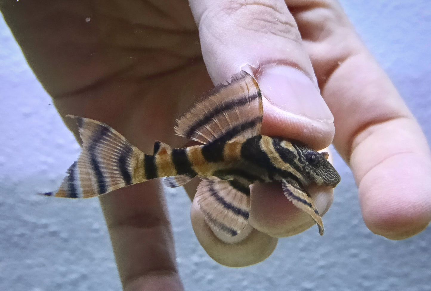 L397 pleco x 1