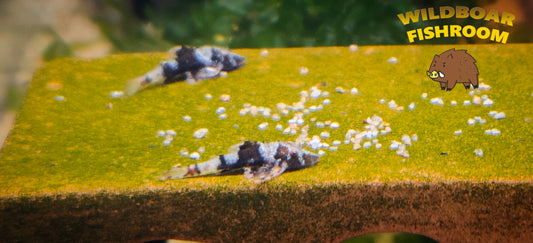 Parotocinclus britskii