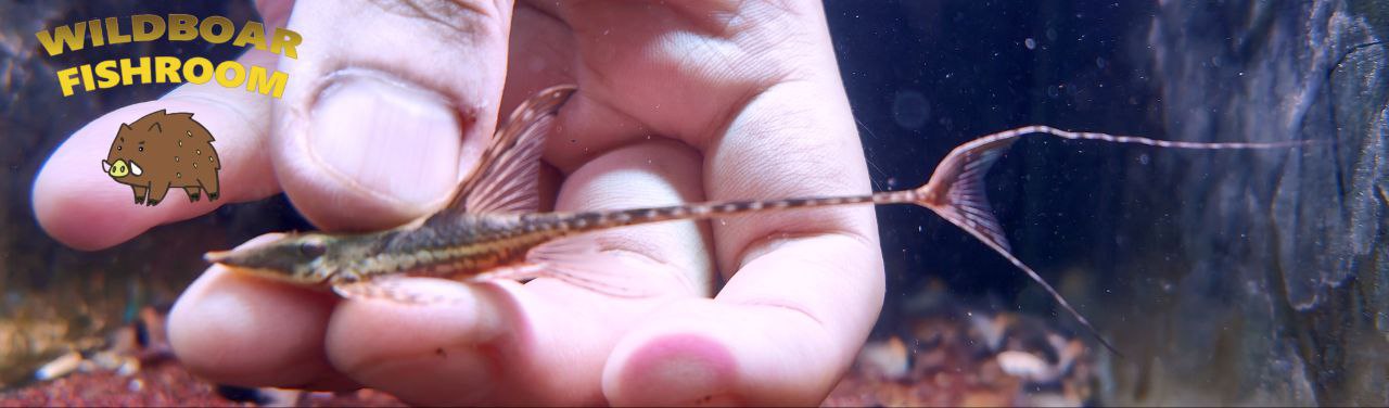 Royal Farlowella Catfish (Sturisoma panamense)
