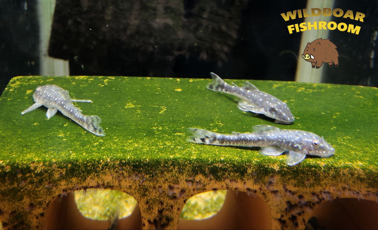 Parotocinclus haroldoi