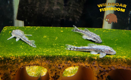 Parotocinclus haroldoi