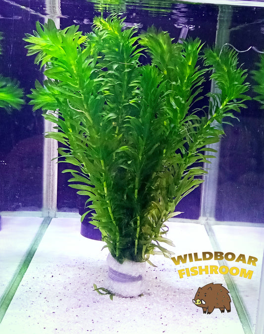 Egeria Densa x 1 and Echinodorus amazonicus x 1 and oto x 3