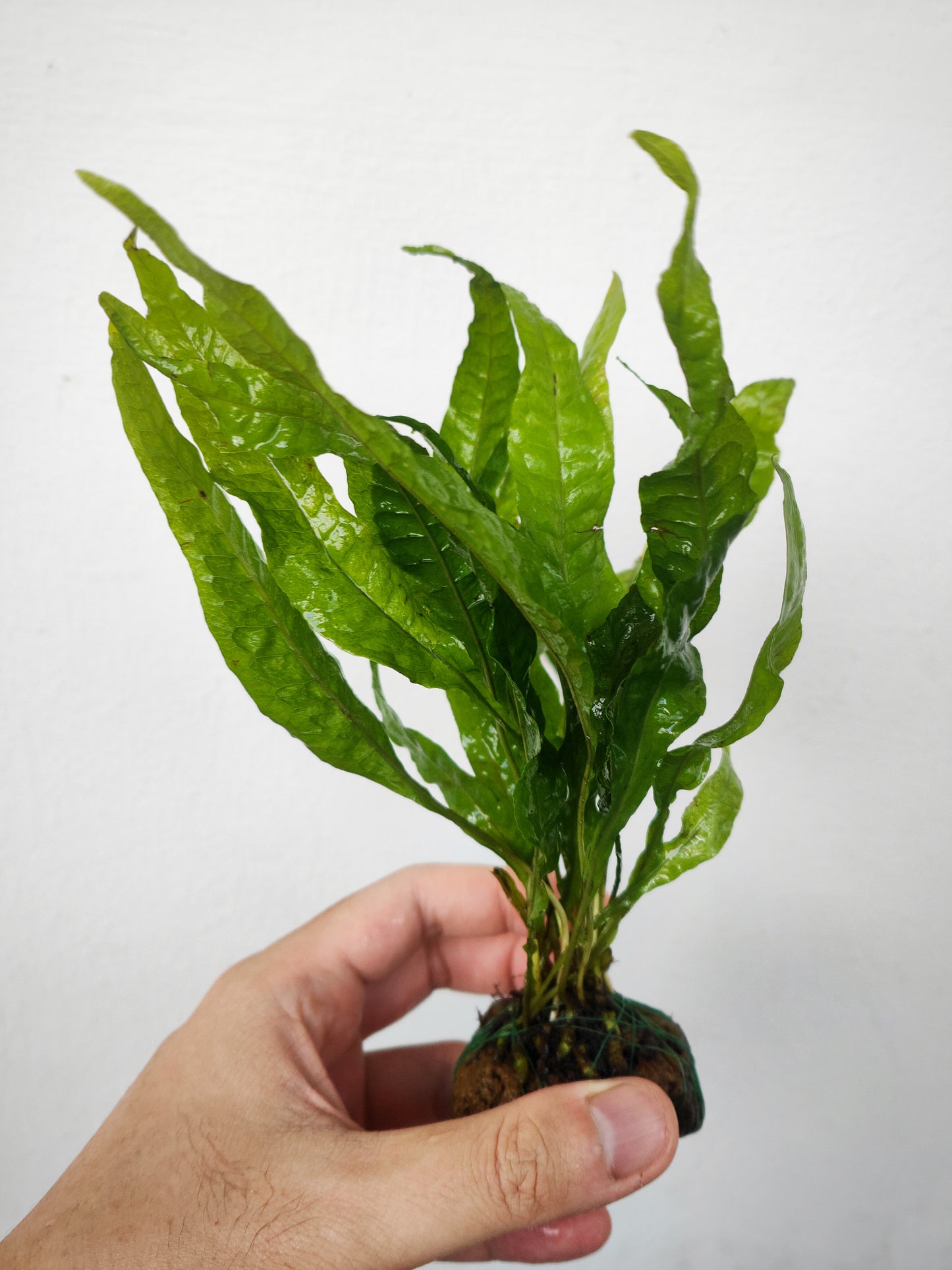 Java fern