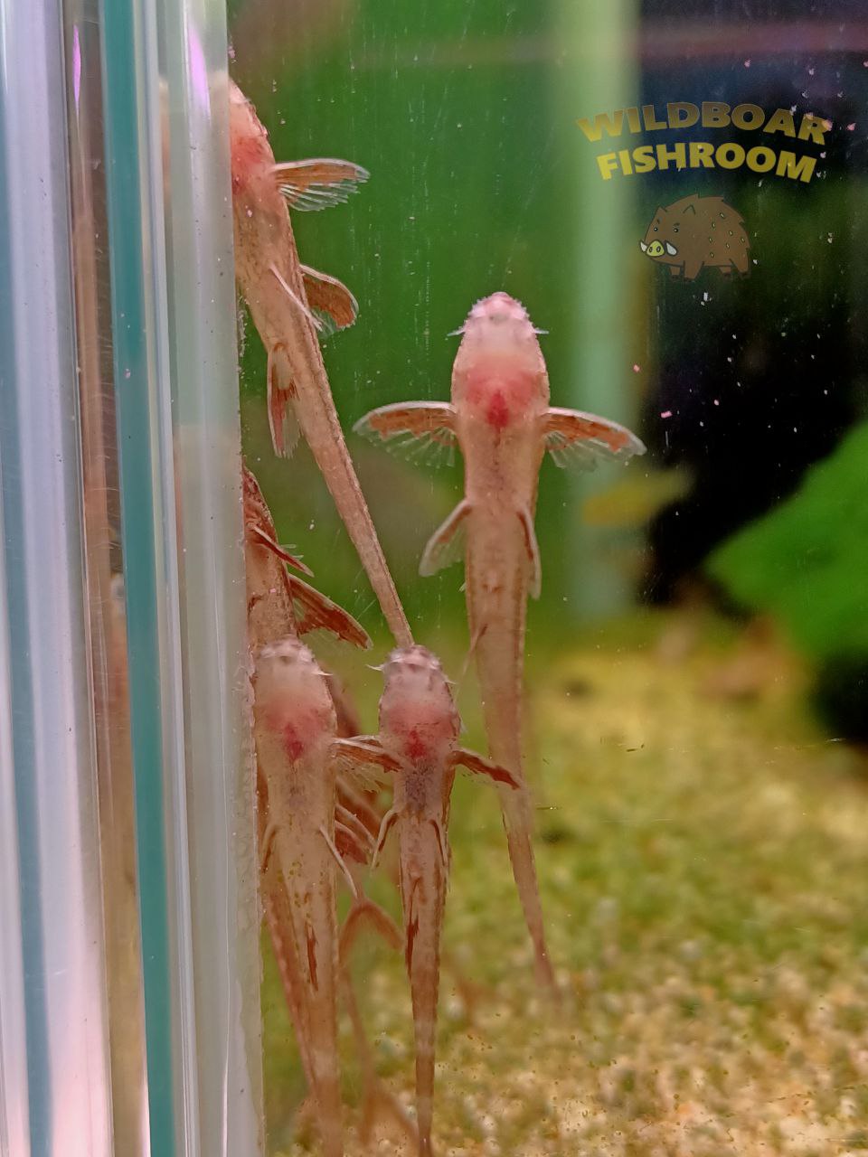 Red lizard Catfish (L010a)