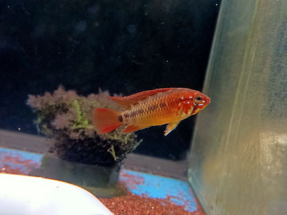 Apistogramma macmasteri (red shoulder macmasteri)
