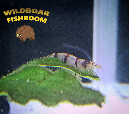 Racoon Tiger Shrimp