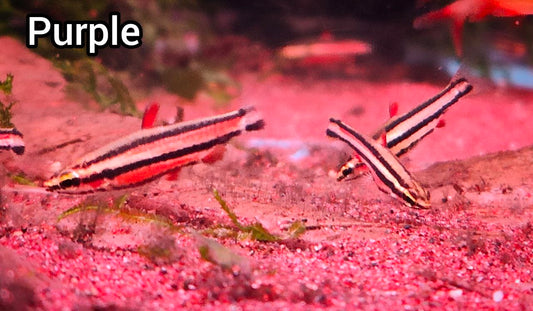 Purple Pencilfish