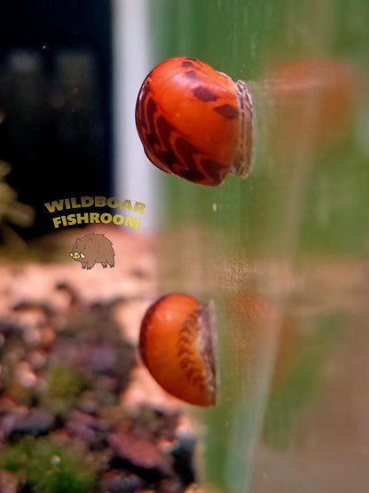 Red racer nerite snail