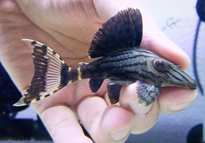 L190 Pleco x 1