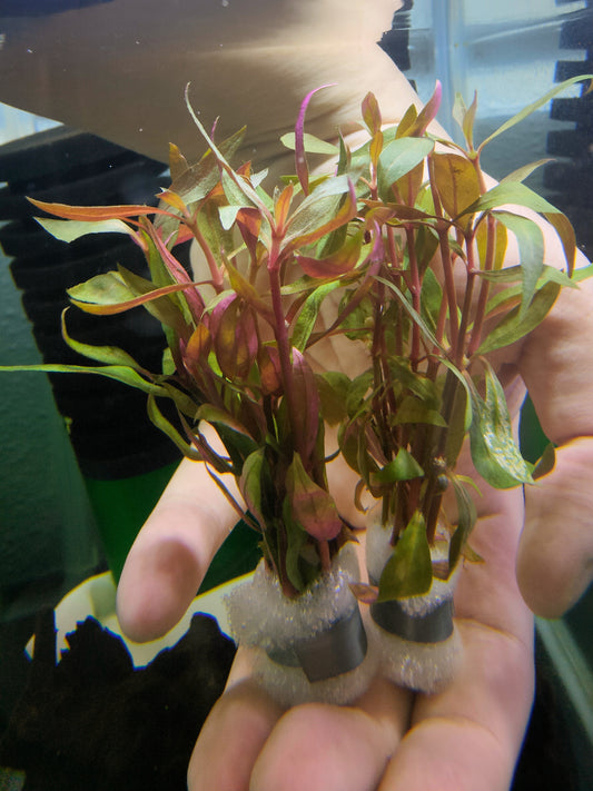 Alternanthera reineckii (bush)