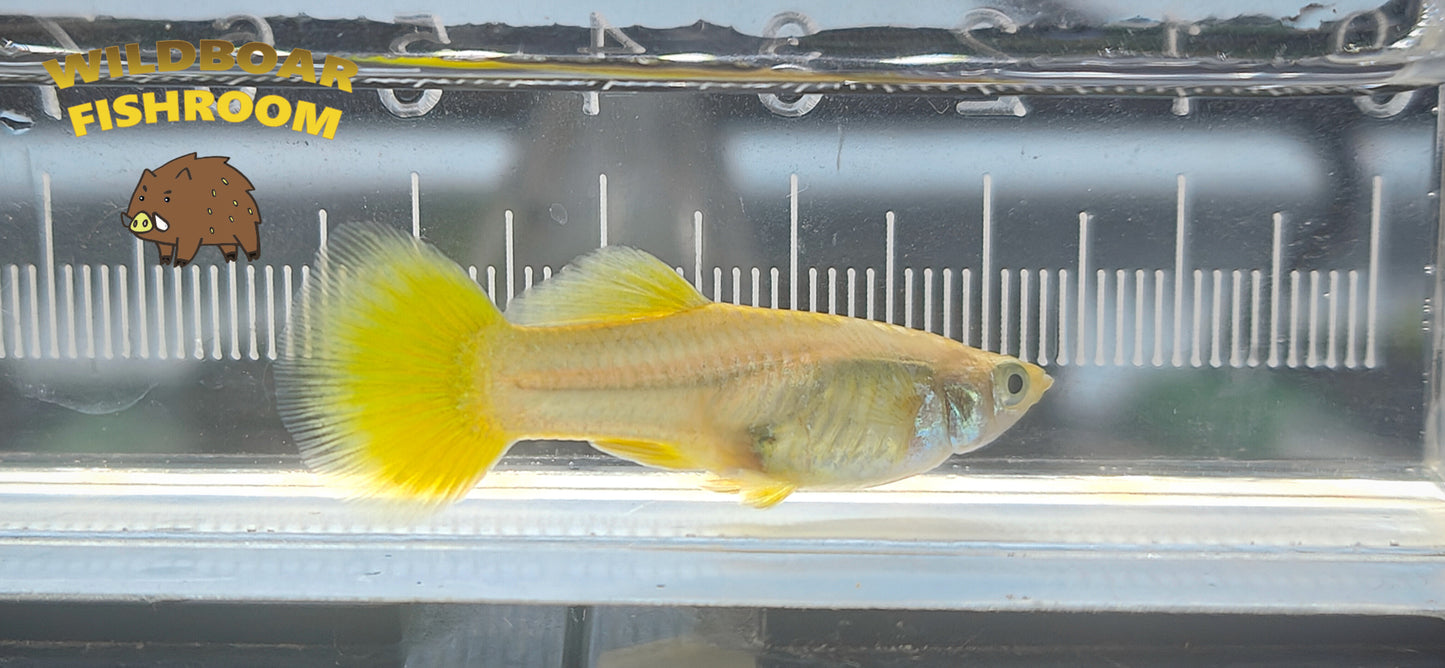 Gold Guppy pair