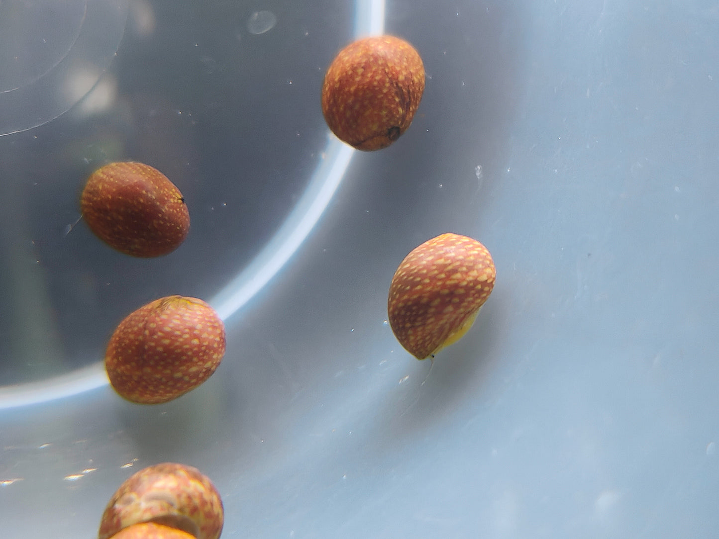 Red pumpkin nerite snail