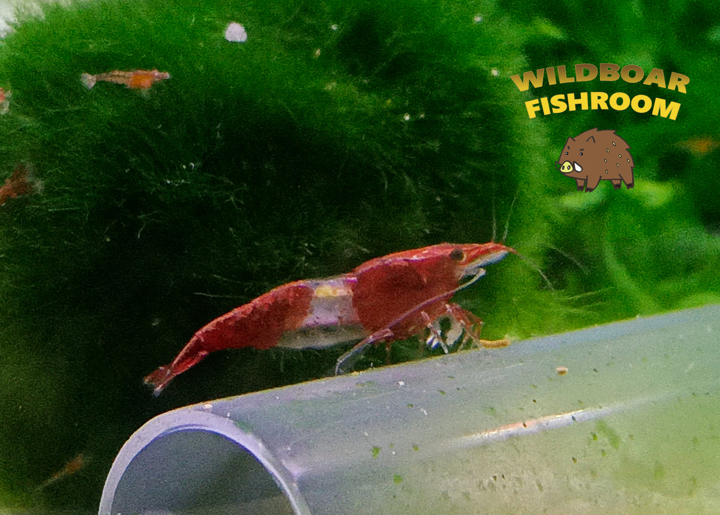 Red Rilli shrimps x 5