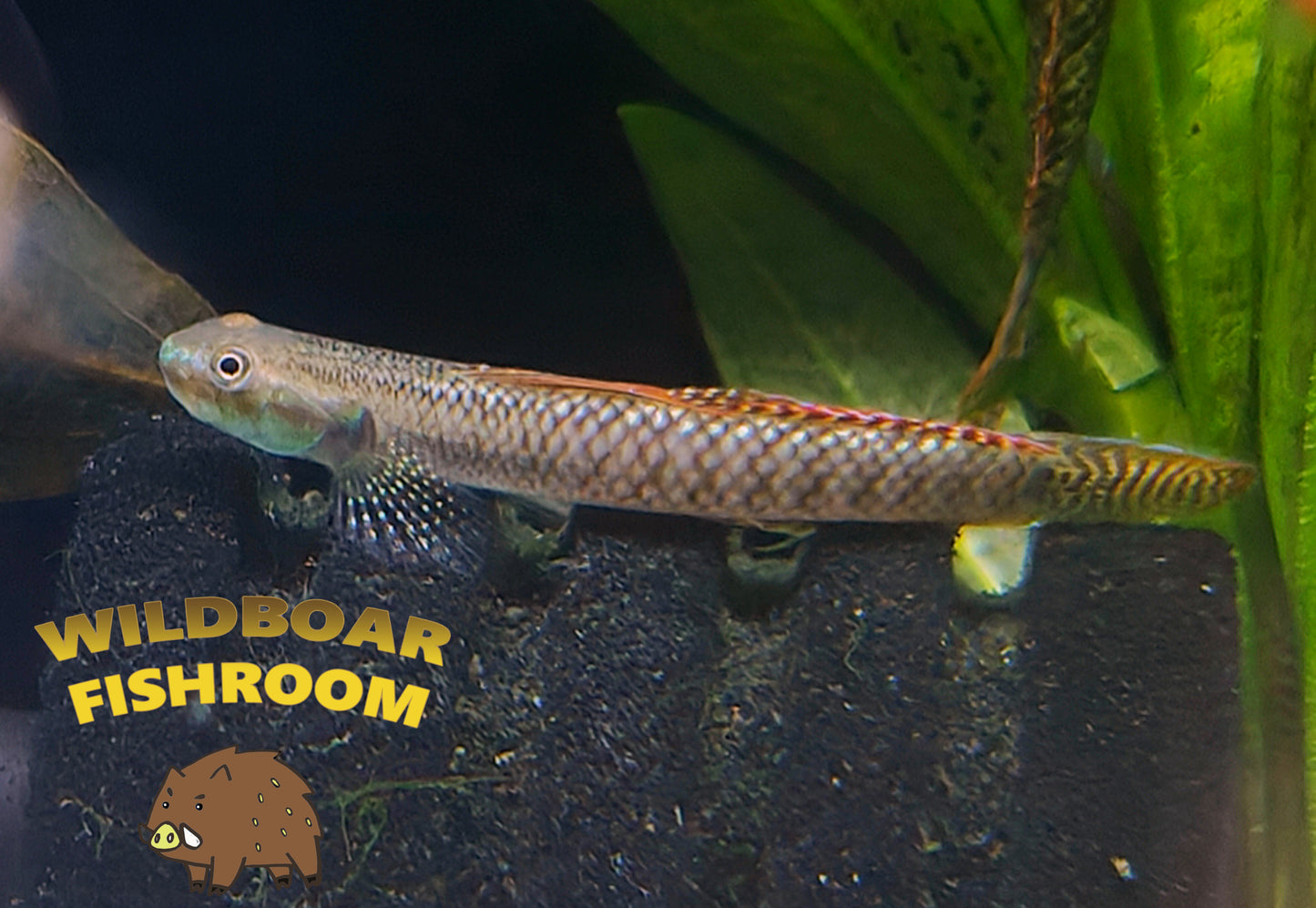 Rainbow goby (Sthiphodon ornatus)