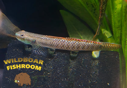 Rainbow goby (Sthiphodon ornatus)