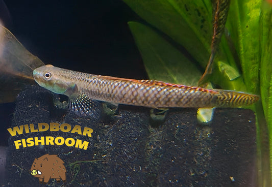 Rainbow goby (Sthiphodon ornatus)