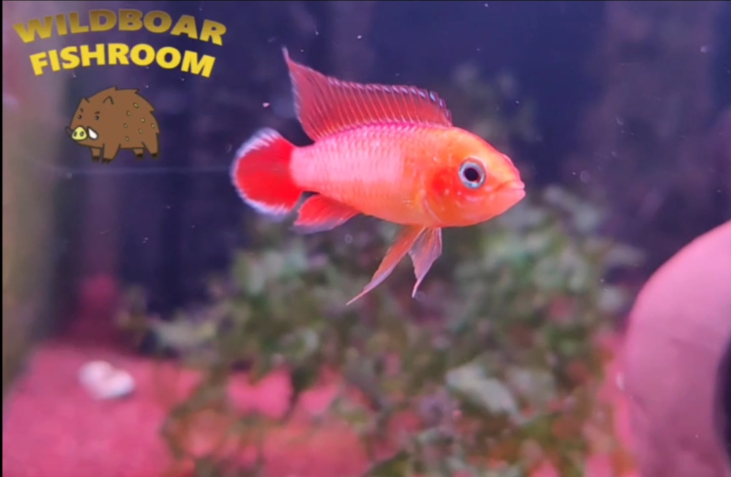 Apistogramma Agassizii ” Fire red “