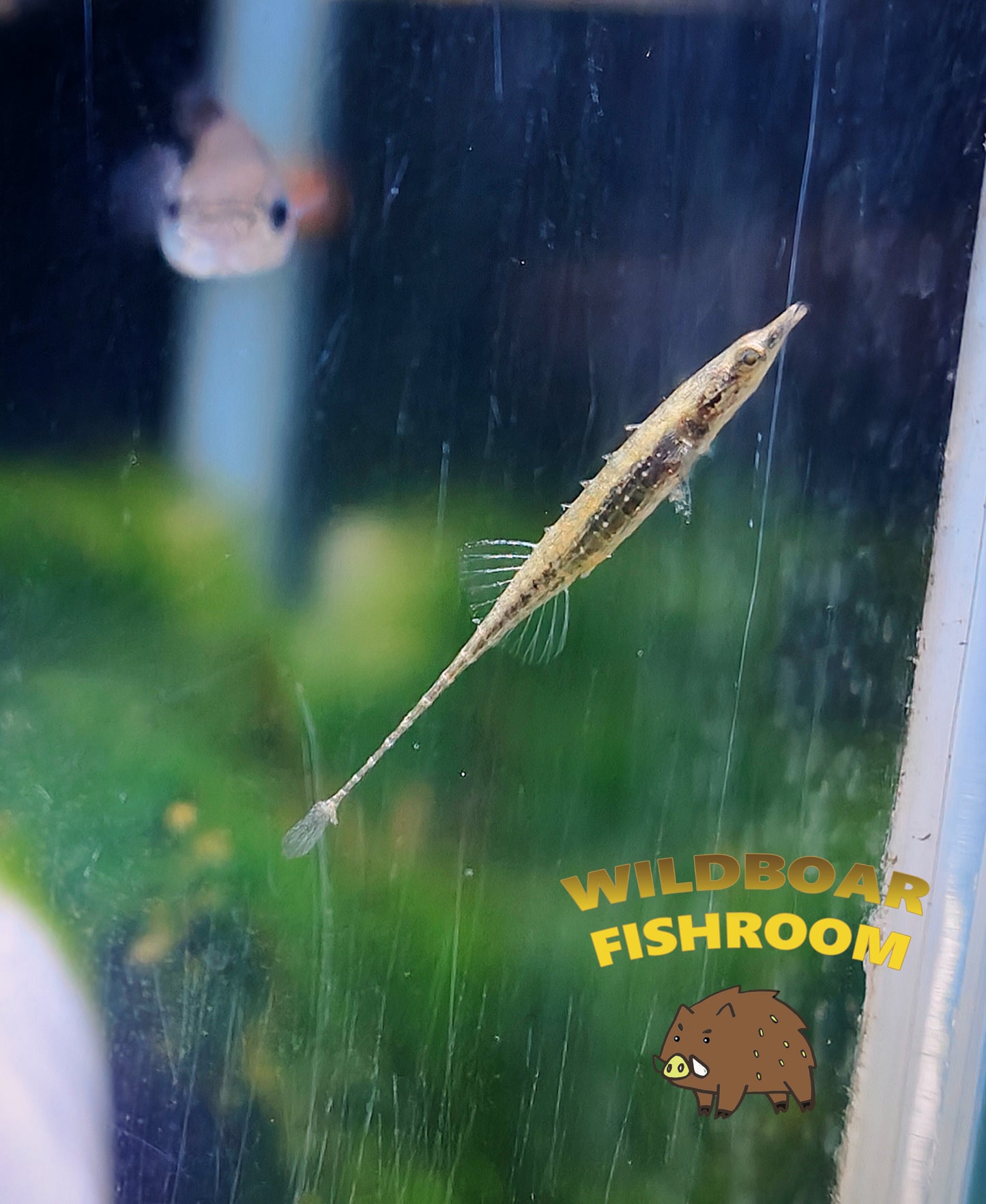Toothpick fish (indostomus paradoxus)