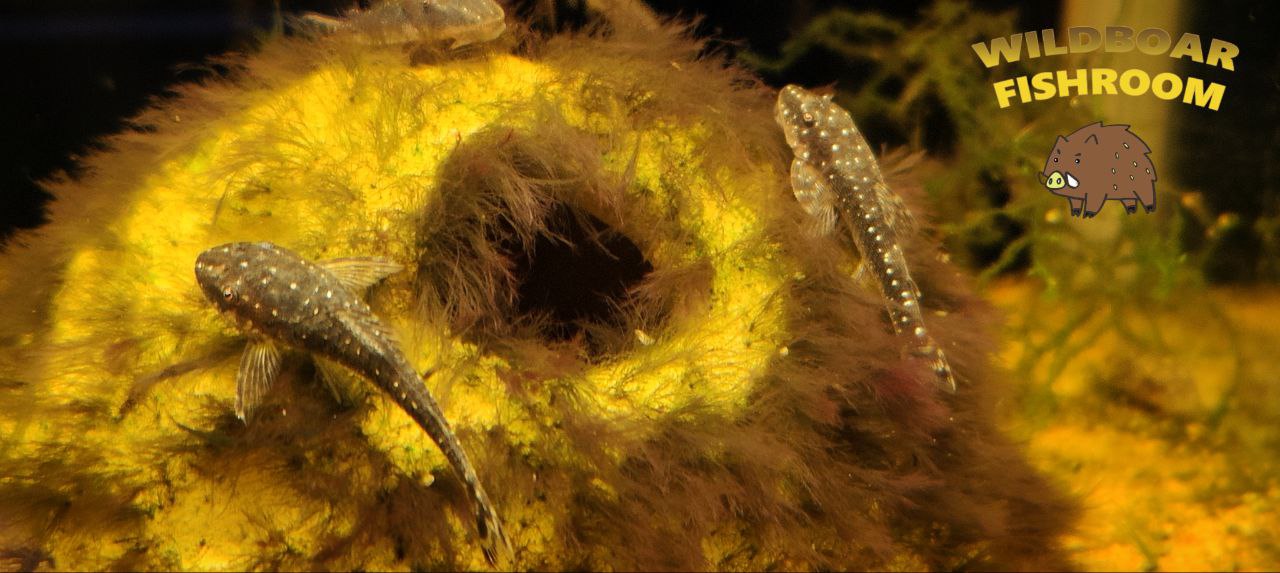 Parotocinclus haroldoi