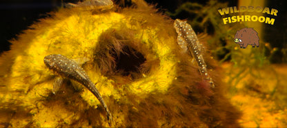 Parotocinclus haroldoi