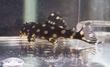 L471 pleco x 1