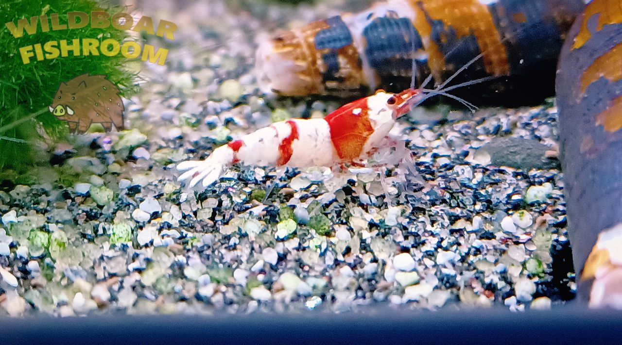 Crystal Red Shrimp (CRS)