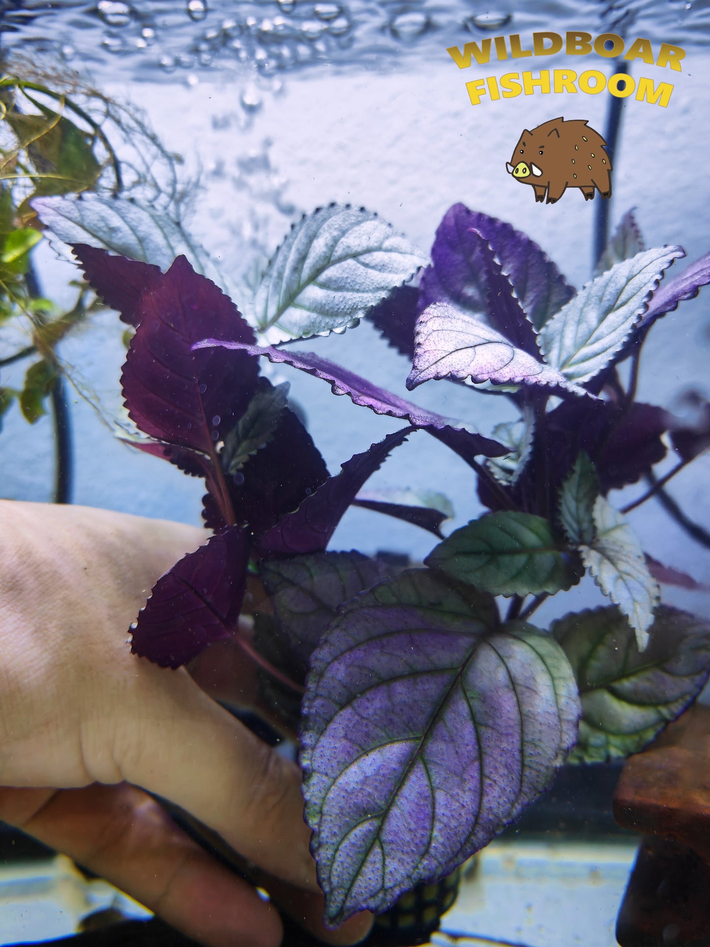 Hemigraphis Colorata (Purple Waffle Plant)