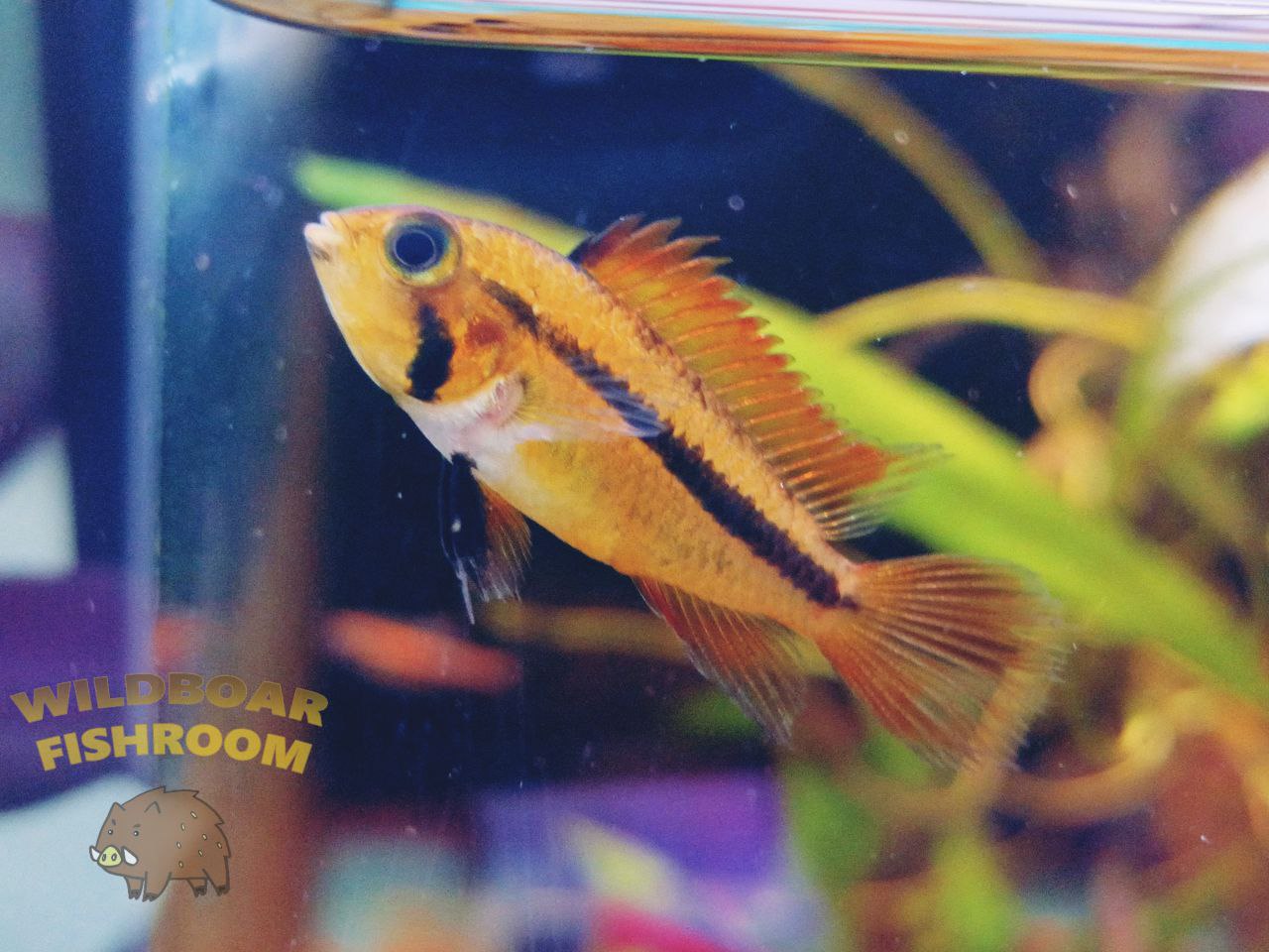Apistogramma Orange Flash Cockatoo