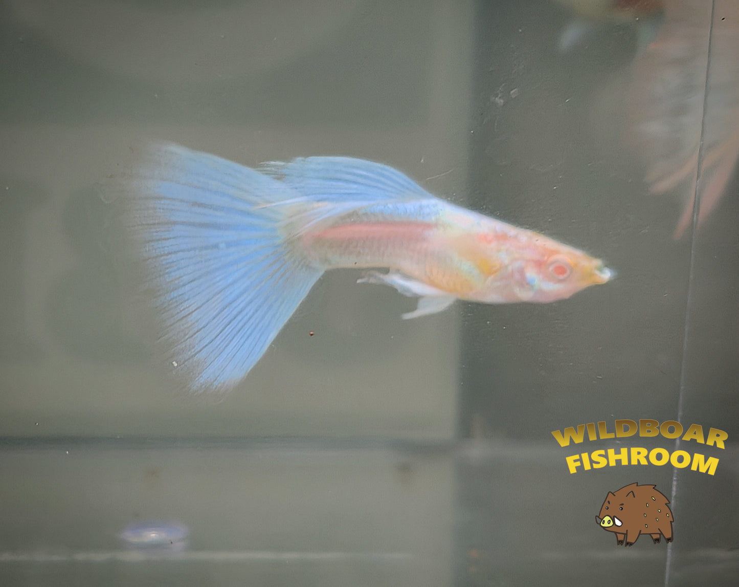 Albino Japan blue Guppy PAIR