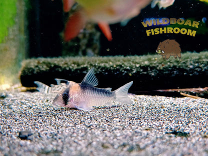 Corydoras duplicareus