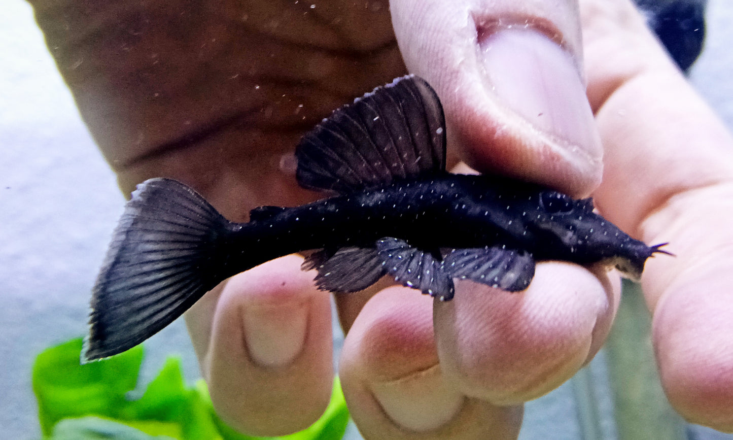 L183 Starlight Pleco x 1
