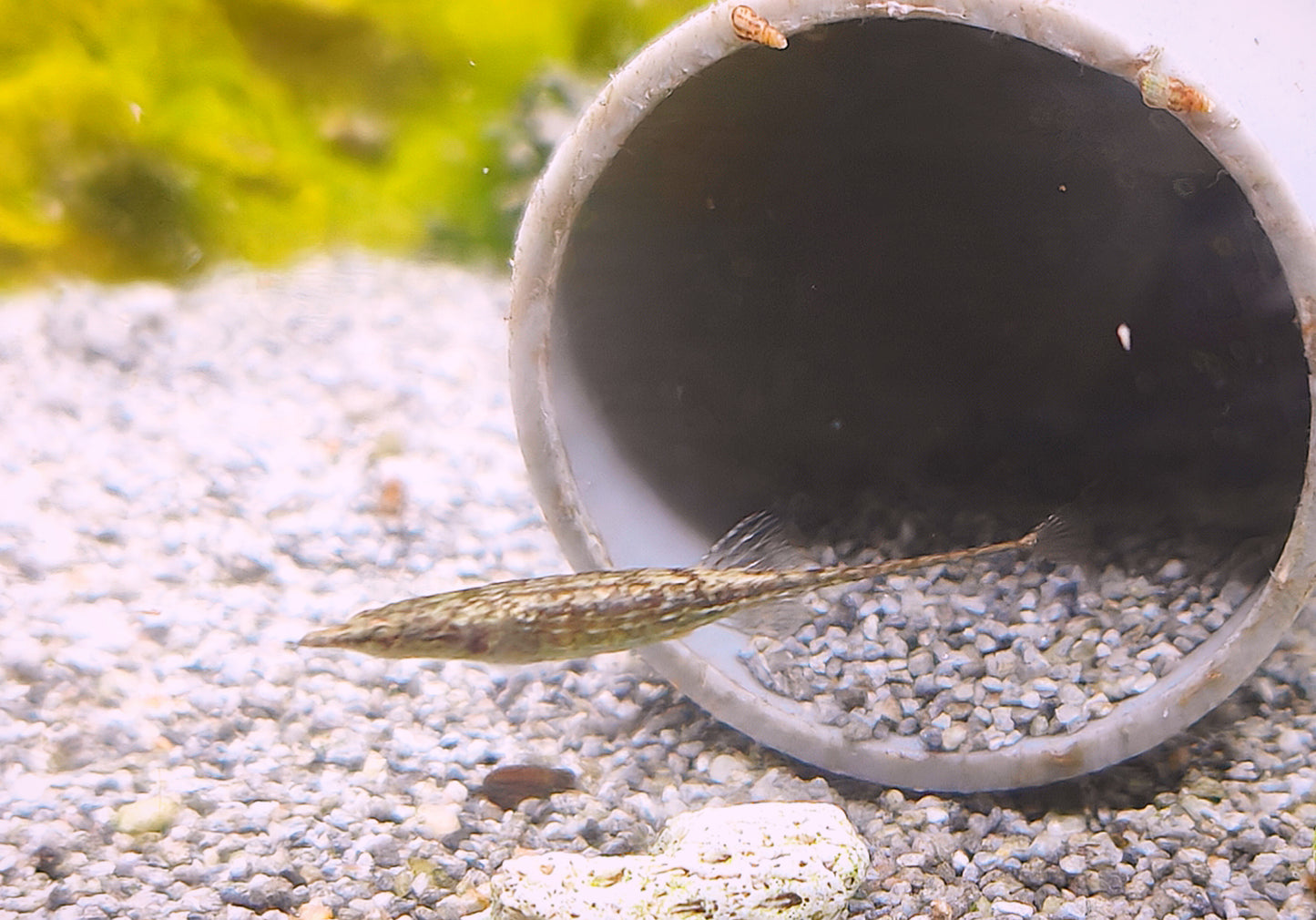 Toothpick fish (indostomus paradoxus)