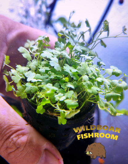 Hydrocotyle tripartita (Hydrocotyle Japan)